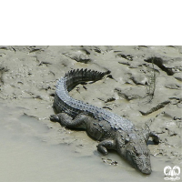 گونه کروکودیل پوزه کوتاه Mugger Crocodile